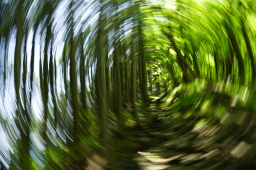 Wald